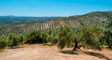 Fly-drive Koningsroute van Andalusië - Olijfgaarden provincie Cordoba