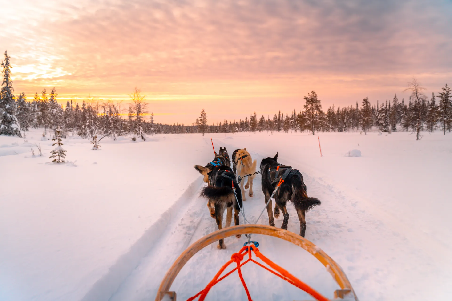 Finland Dog sledding