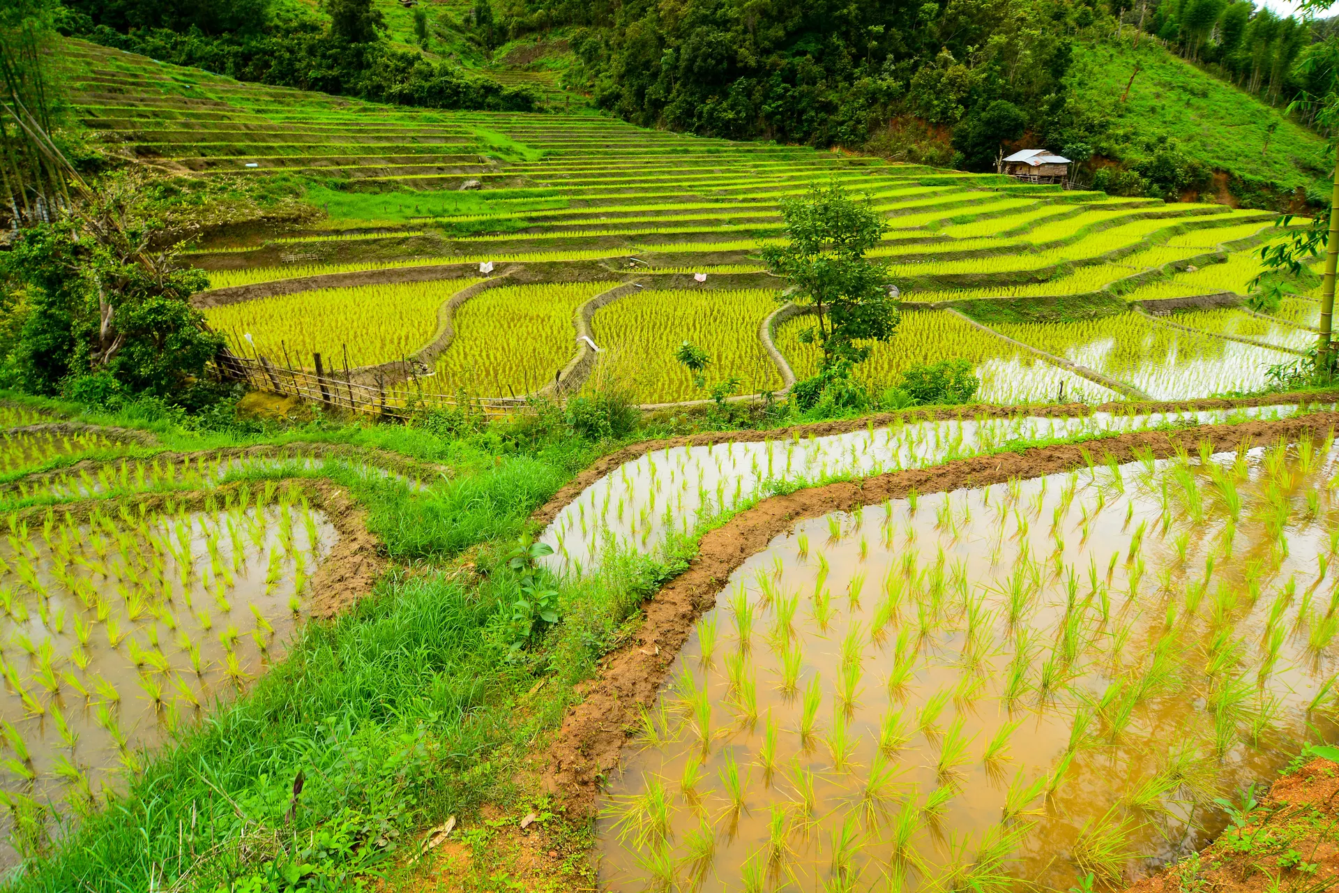 &Olives Thailand Mae Sariang rice fields