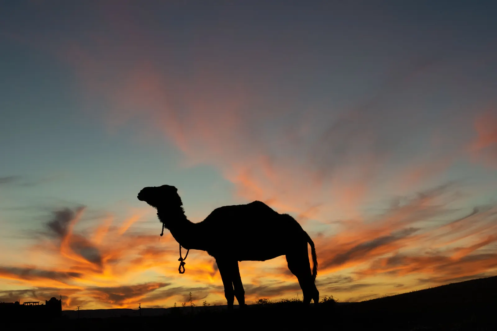 &Olives Morocco Dromedar silhouette in a beautiful desert evening