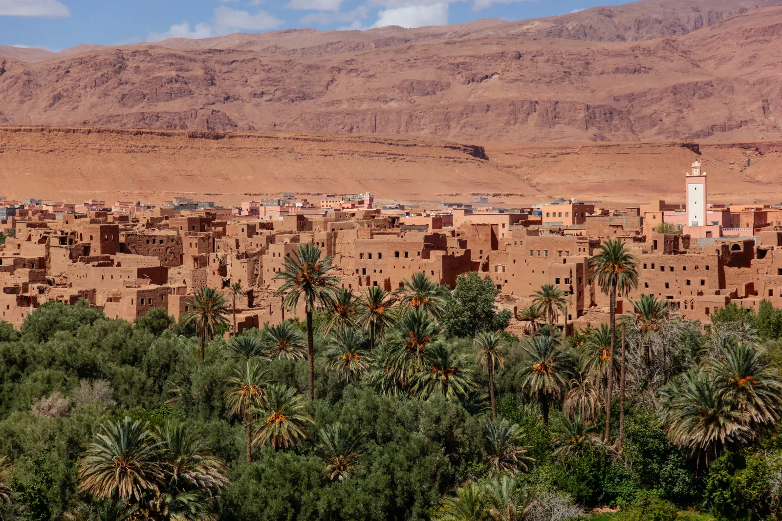 &Olives Morocco Date Trees and City Merzouga Morocco