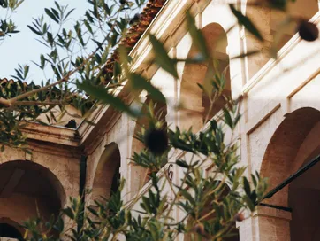 Malta olijfboom voor oud gebouw met bogen - Couleur locale &Olives