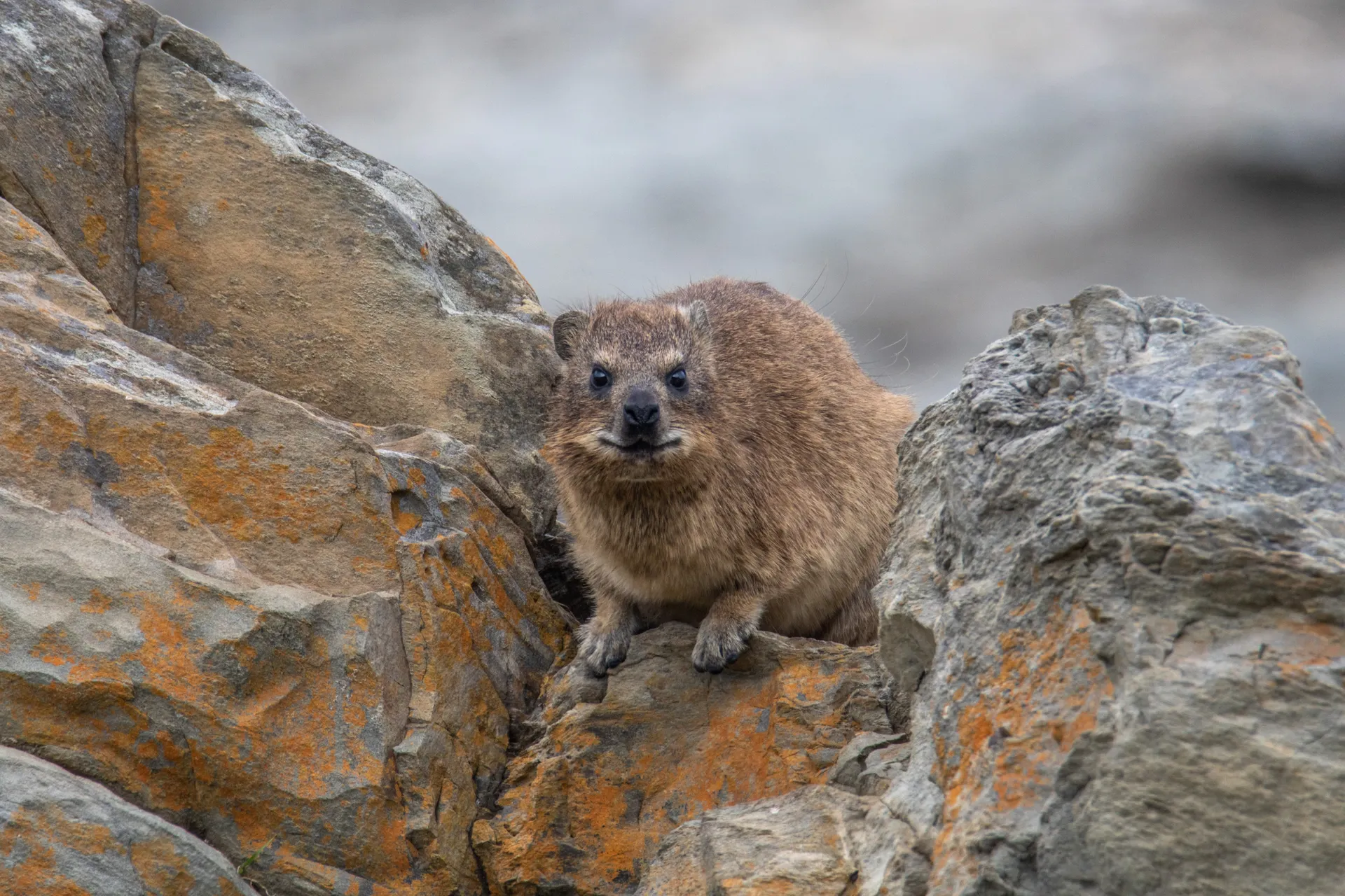 &Olives Zuid Afrika Garden route Dassies