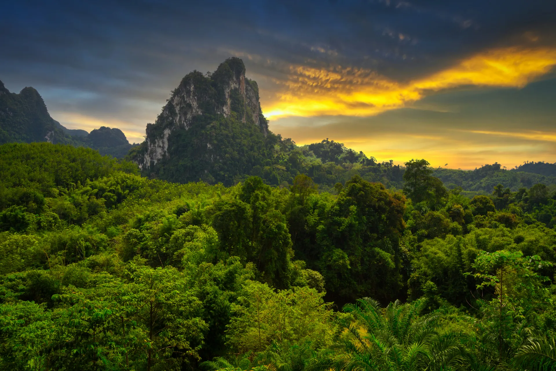 &Olives Thailand Rainforest of Khao Sok National Park