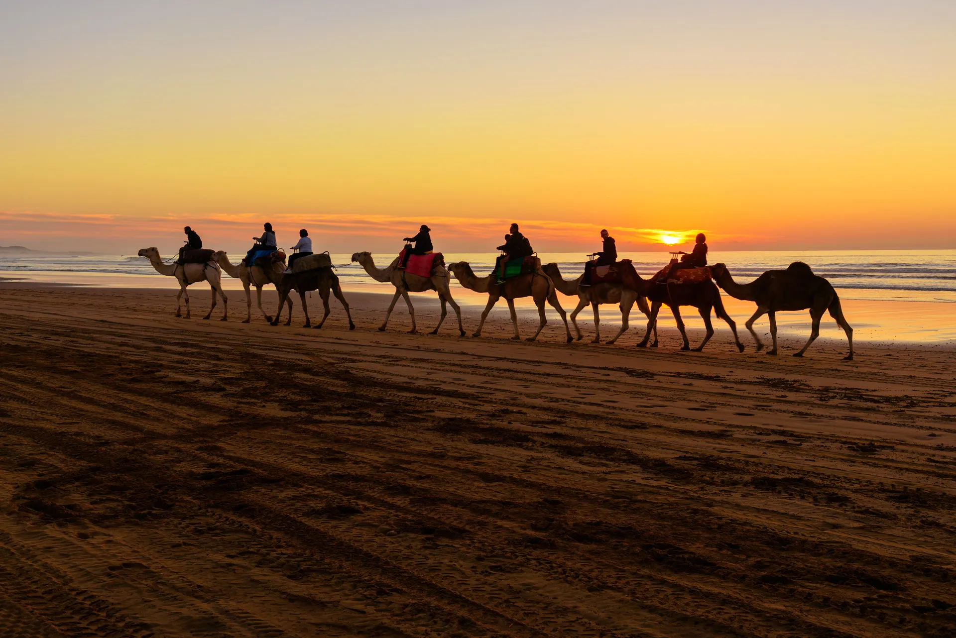Kameelcaravan op het strand met zonsondergang, Essaouira Marokko