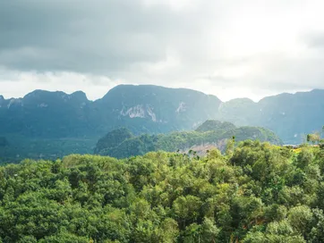 &Olives Thailand Mountains in Chumphon