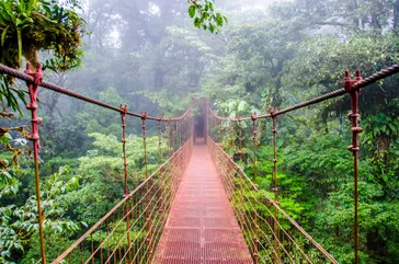 &Olives Costa Rica Brug in het regenwoud