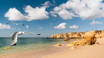 Zeemeeuwen vliegen over een prachtig goudkleurig strand bij Albufeira, Algarve, Portugal