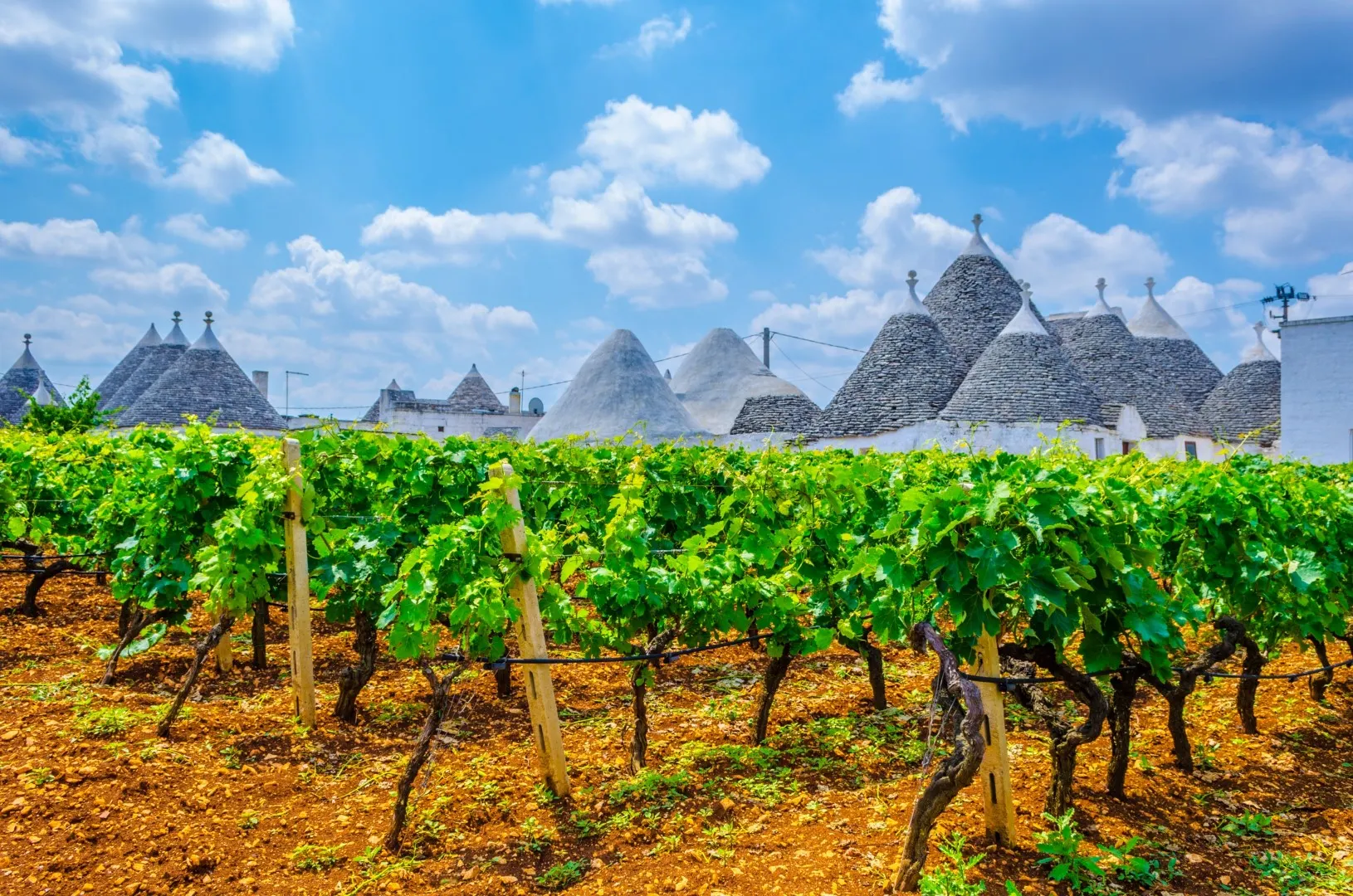 Wijngaard Puglia - Italië