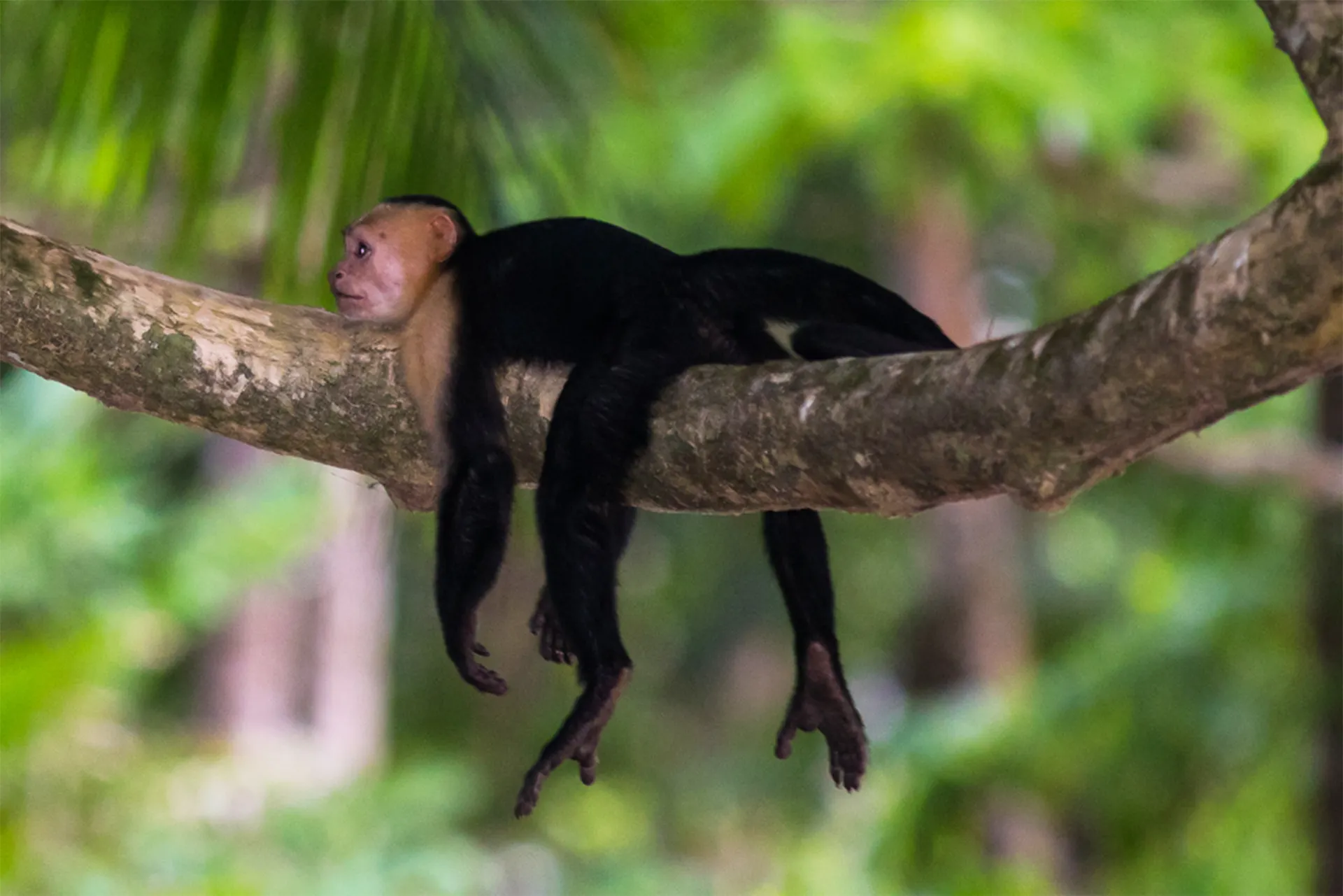 Costa Rica Capucijn aap
