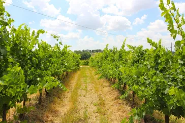 santavittoria - toscane - wijngaard