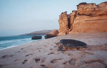 Ras Al Jinz Turtle Reserve schildpad - Ras Al Jinz