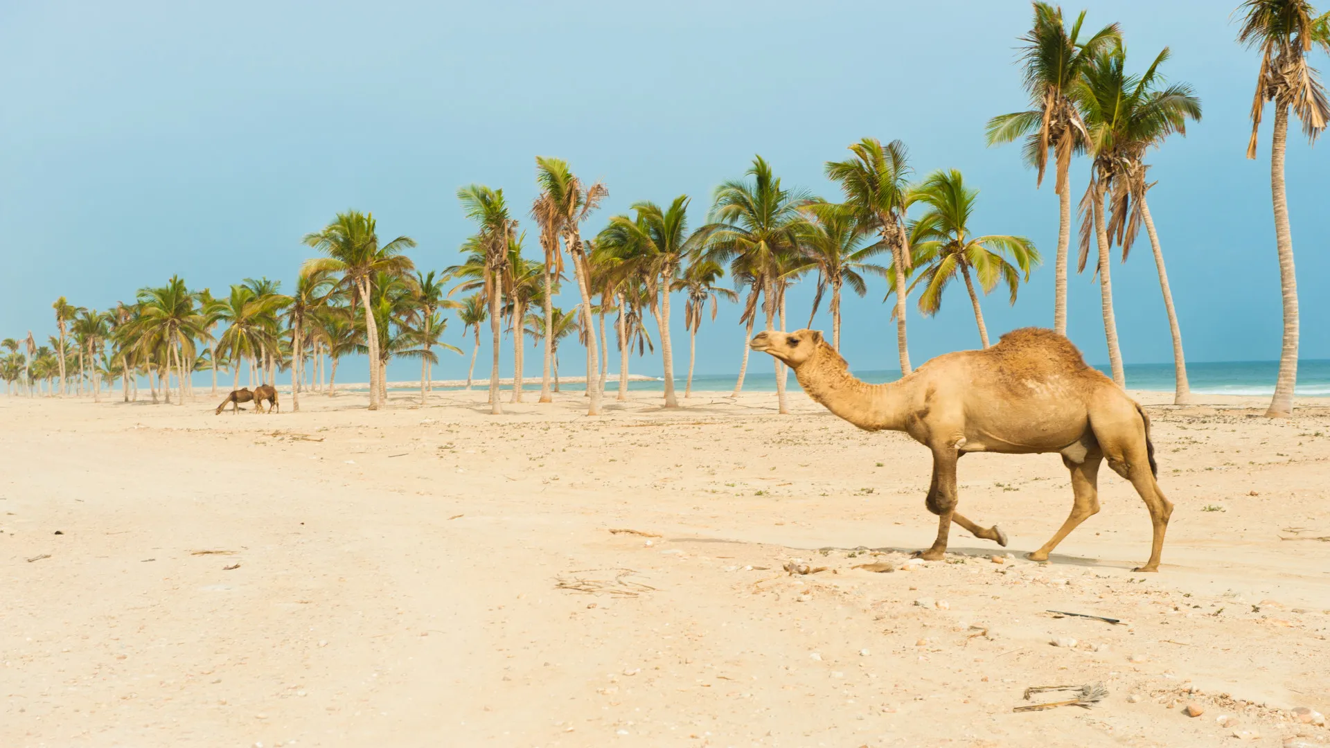 Kameel op strand met palmbomen, Salalah, Dhofar, Oman