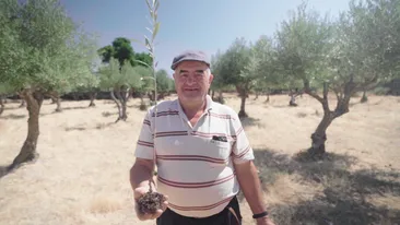 &Olives olijfboom planten - oude man
