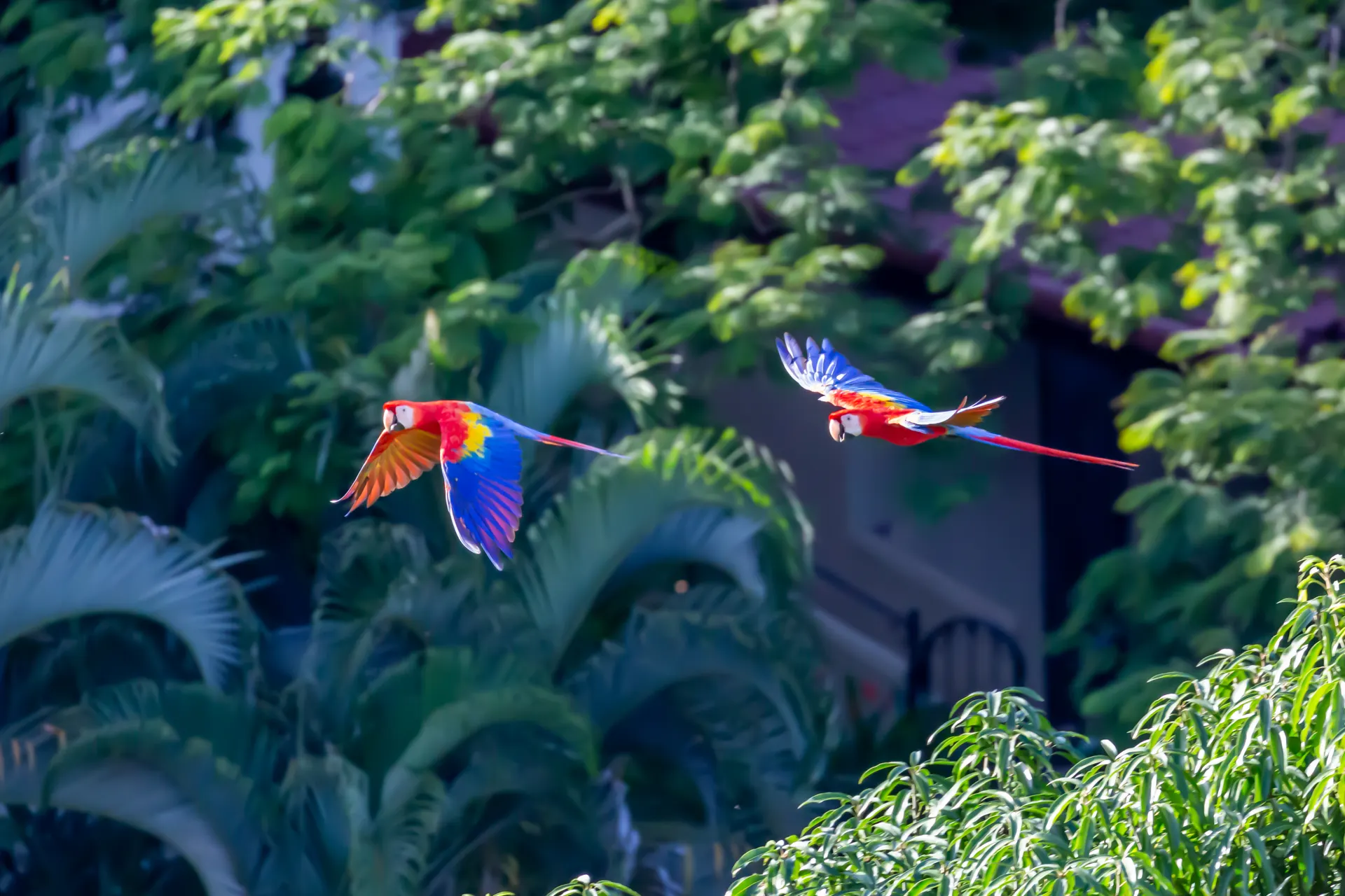 &Olives Costa Rica Macaws Costa Rica Manuel Antonio