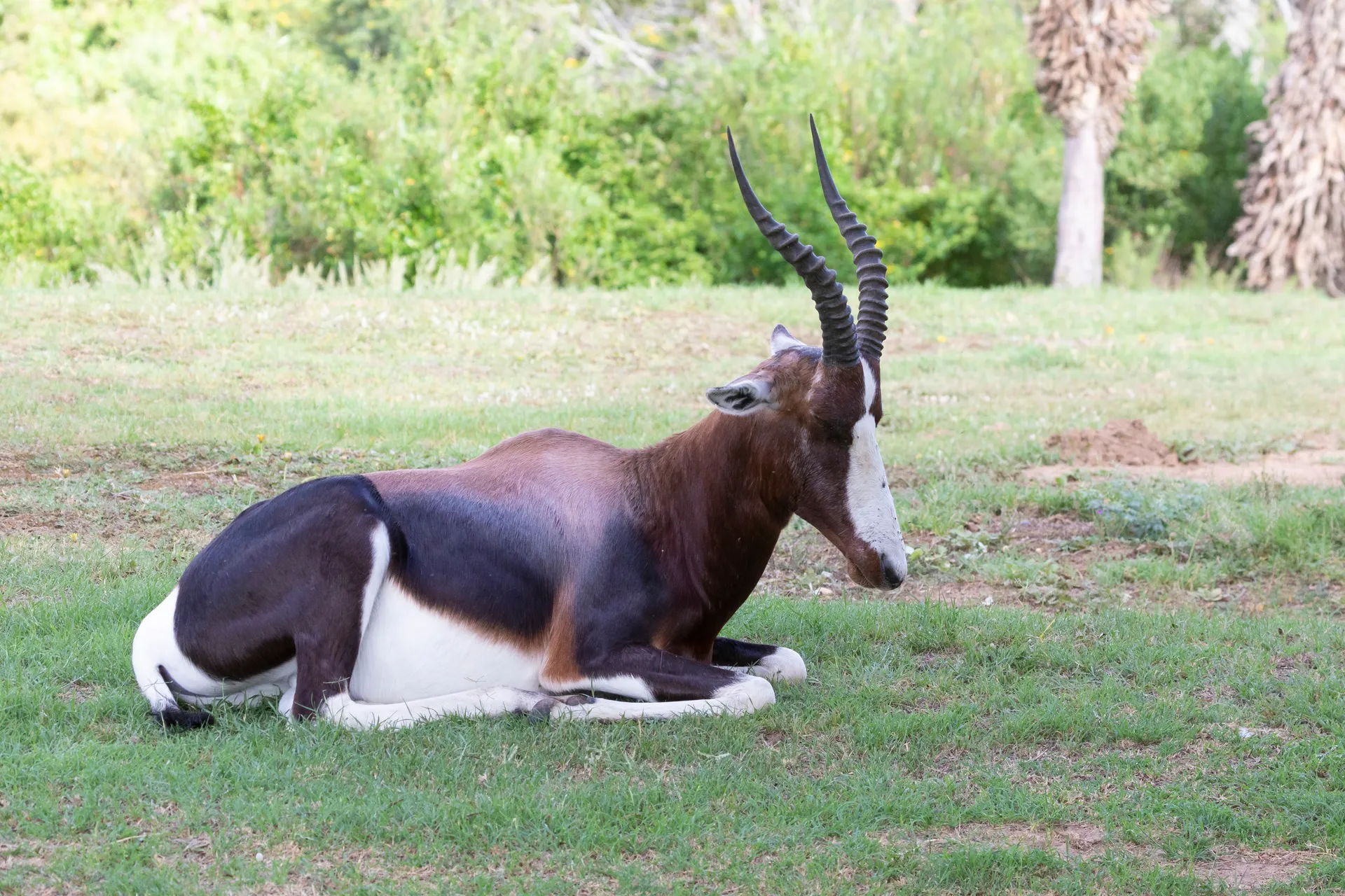&Olives Zuid Afrika Garden route Swellendam Bontebok (Damaliscus pygargus) resting in shade