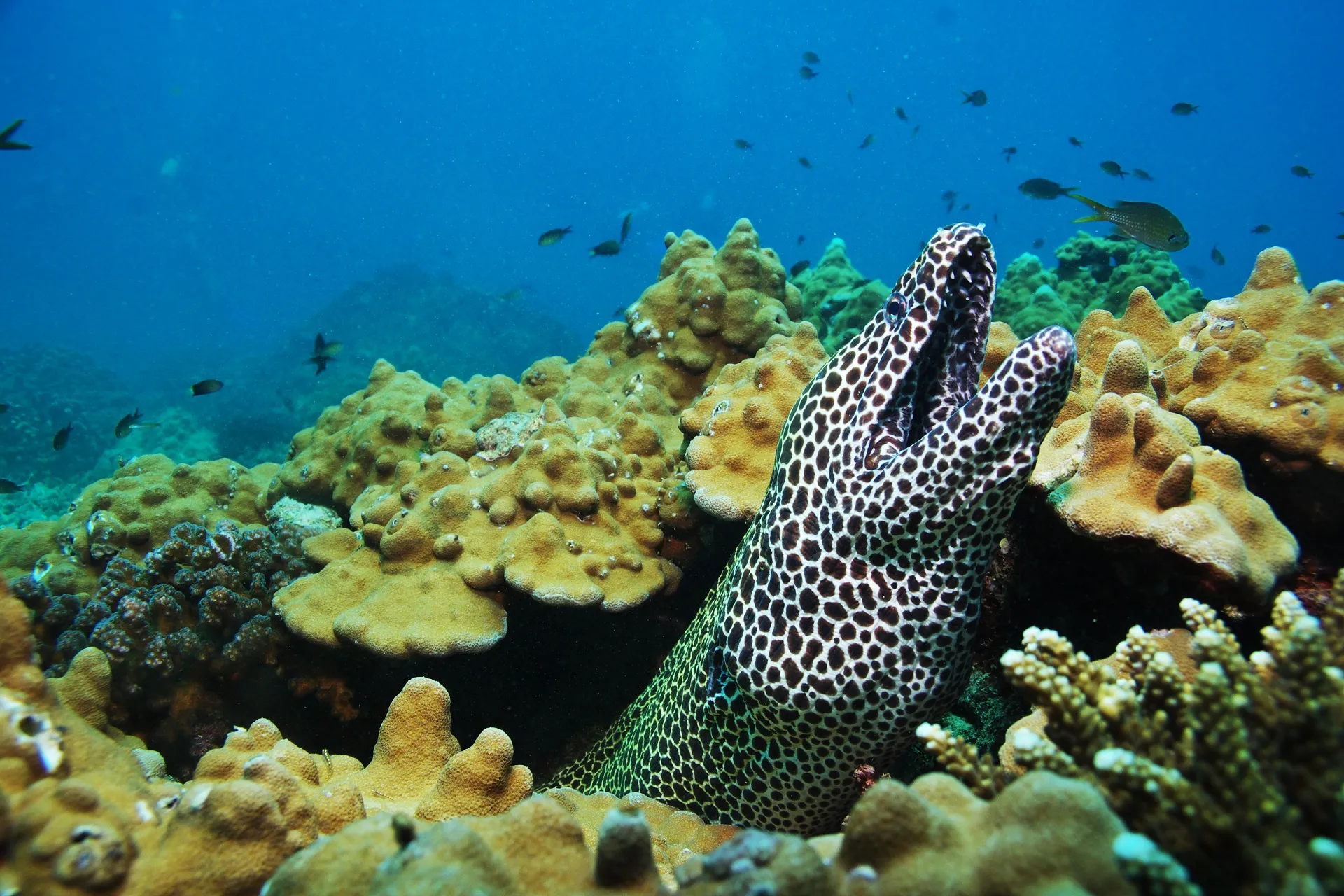 Bijzondere dieren en prachtige koralen