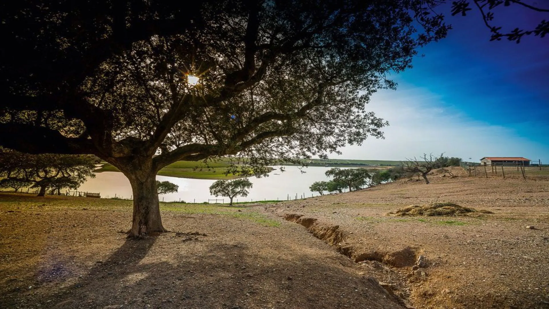 Landschap olijfbomen, Beja, Portugal