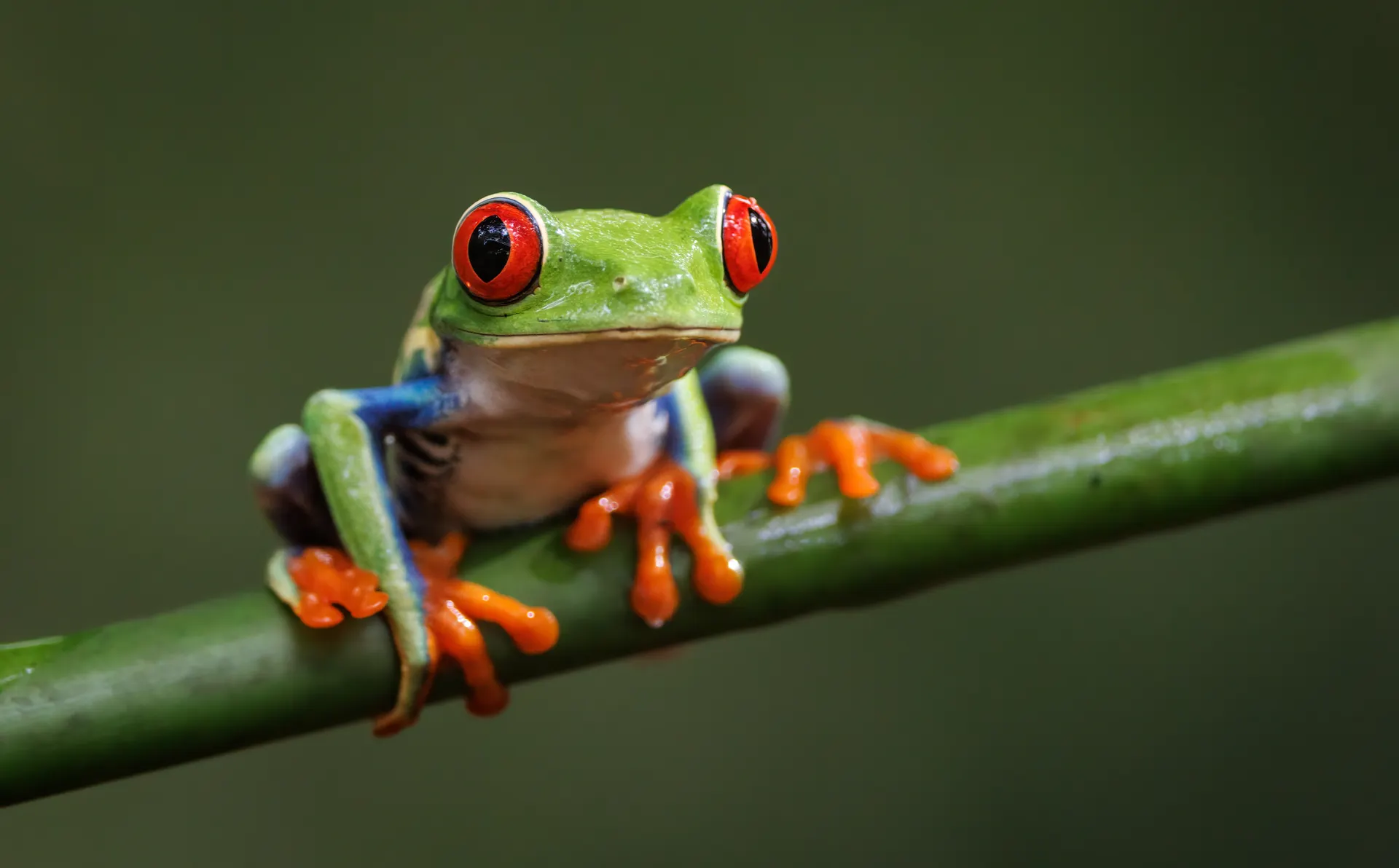 Night Frog Tour