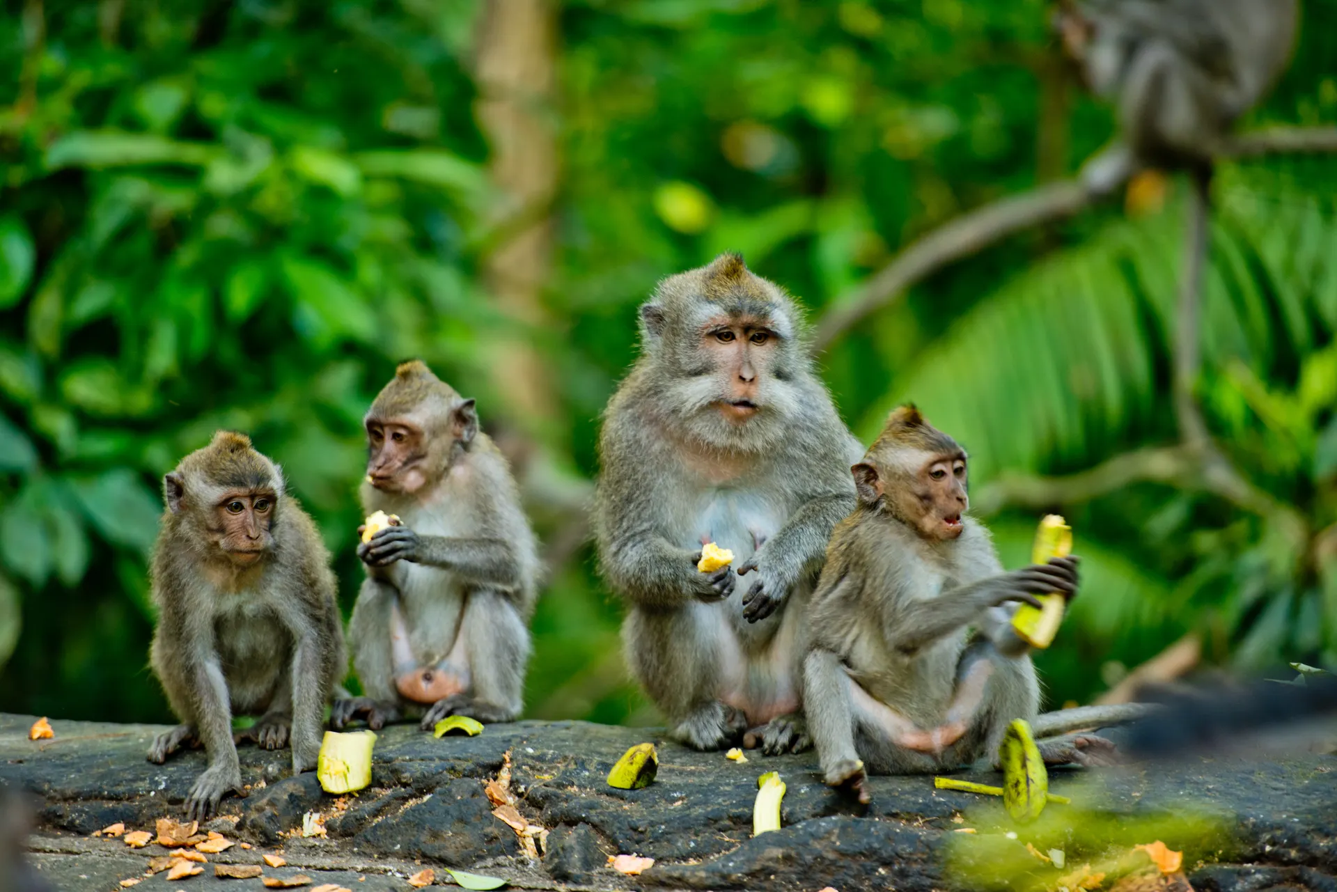 &Olives Indonesie Bali Ubud Monkeyforest