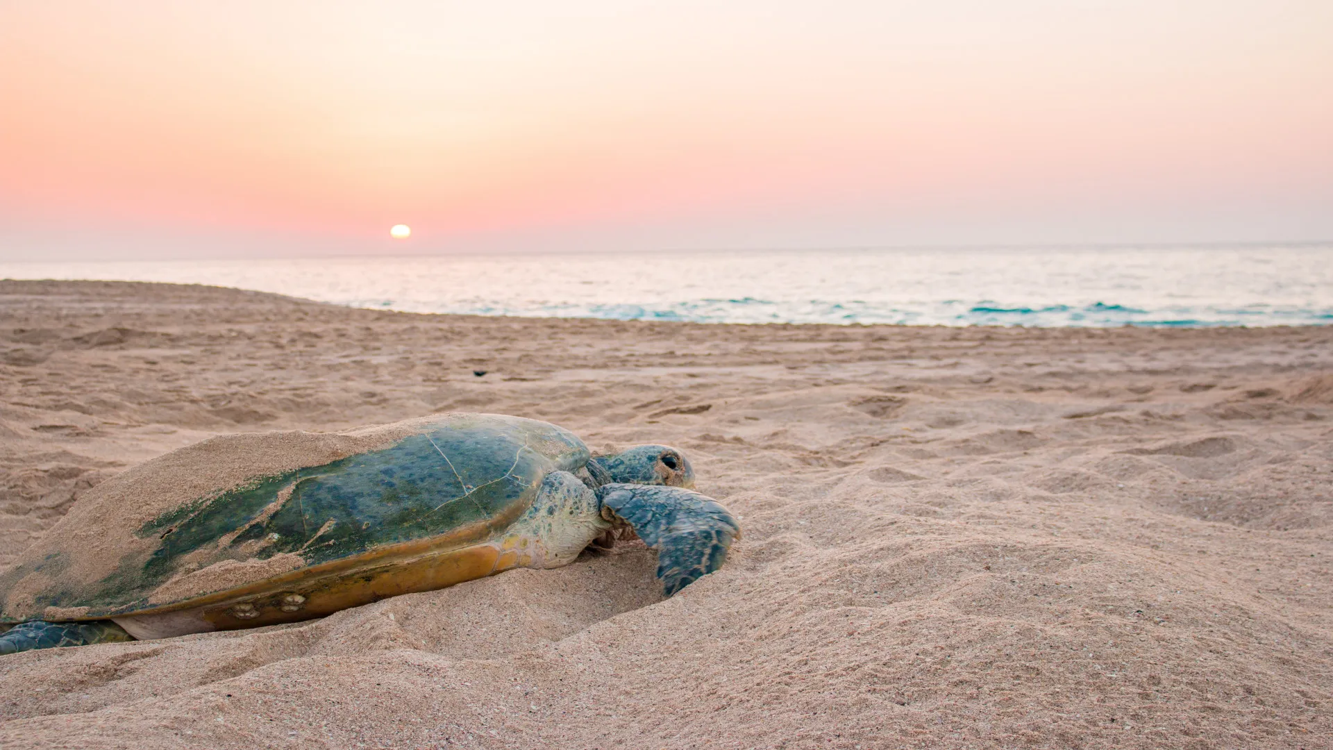 Schildpad op het strand van het Raz al Jinz Turtle Reserve in Sur tijdens zonsopkomst, Oman