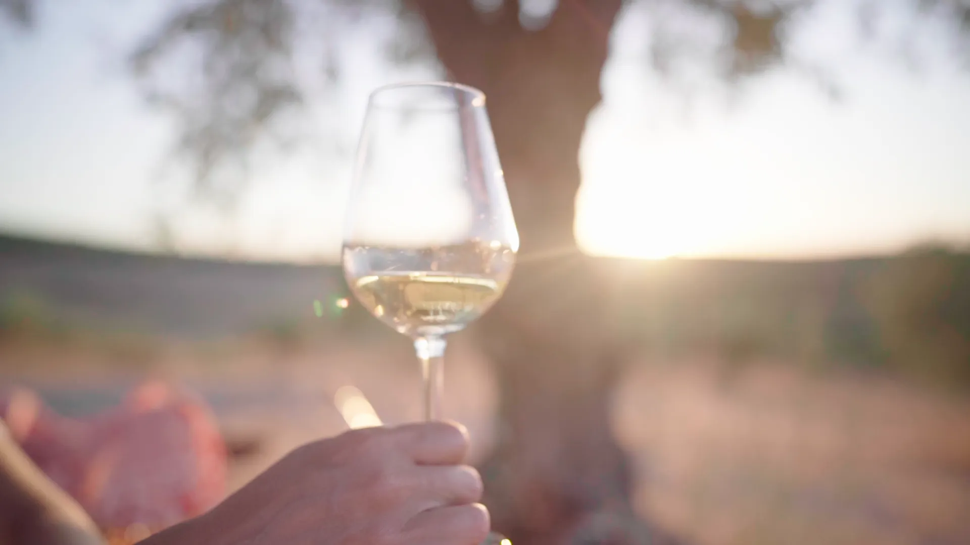 Genieten onder olijfboom met glas wijn