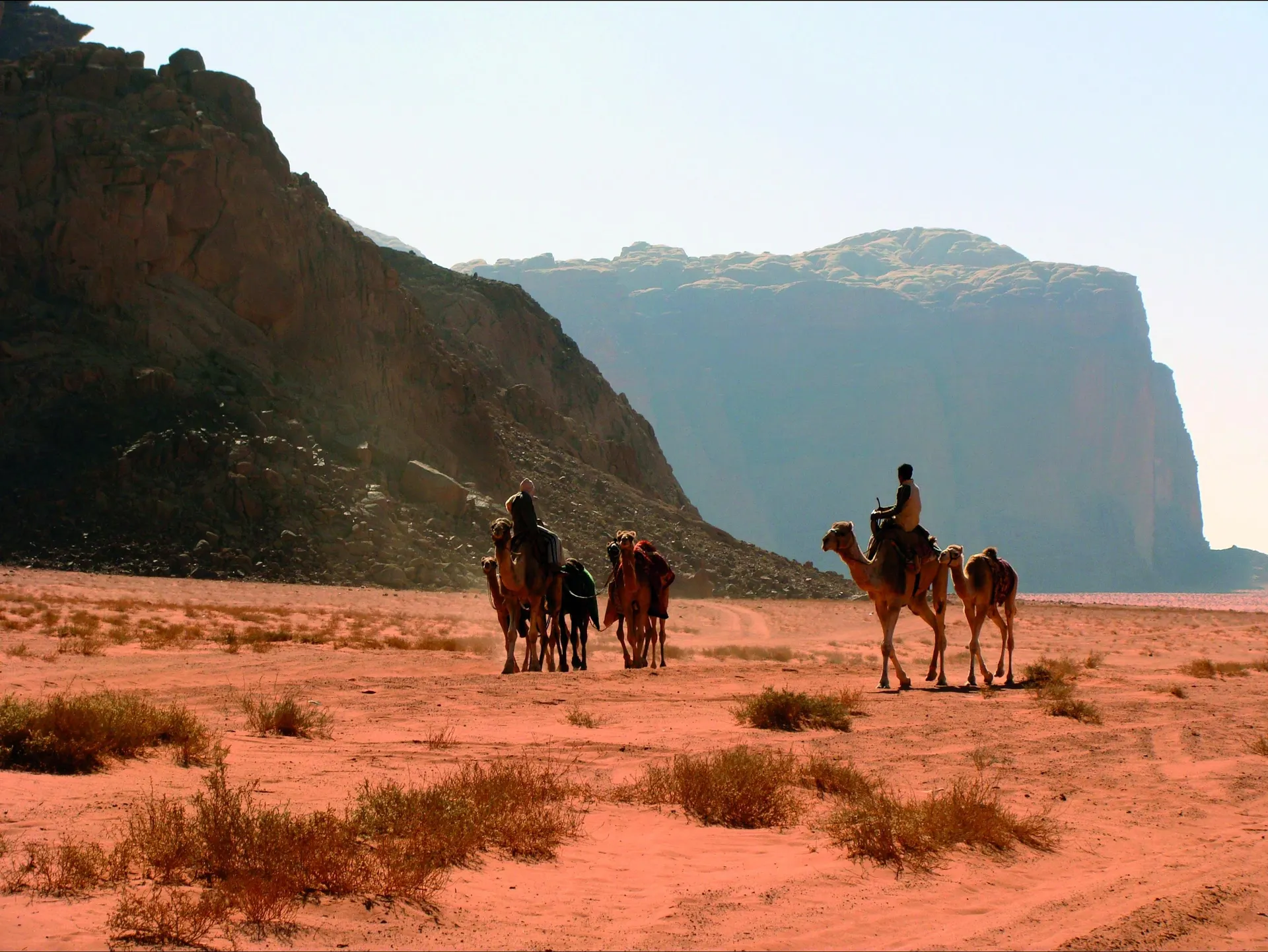 Kamelen in Wadi Rum - Jordanië