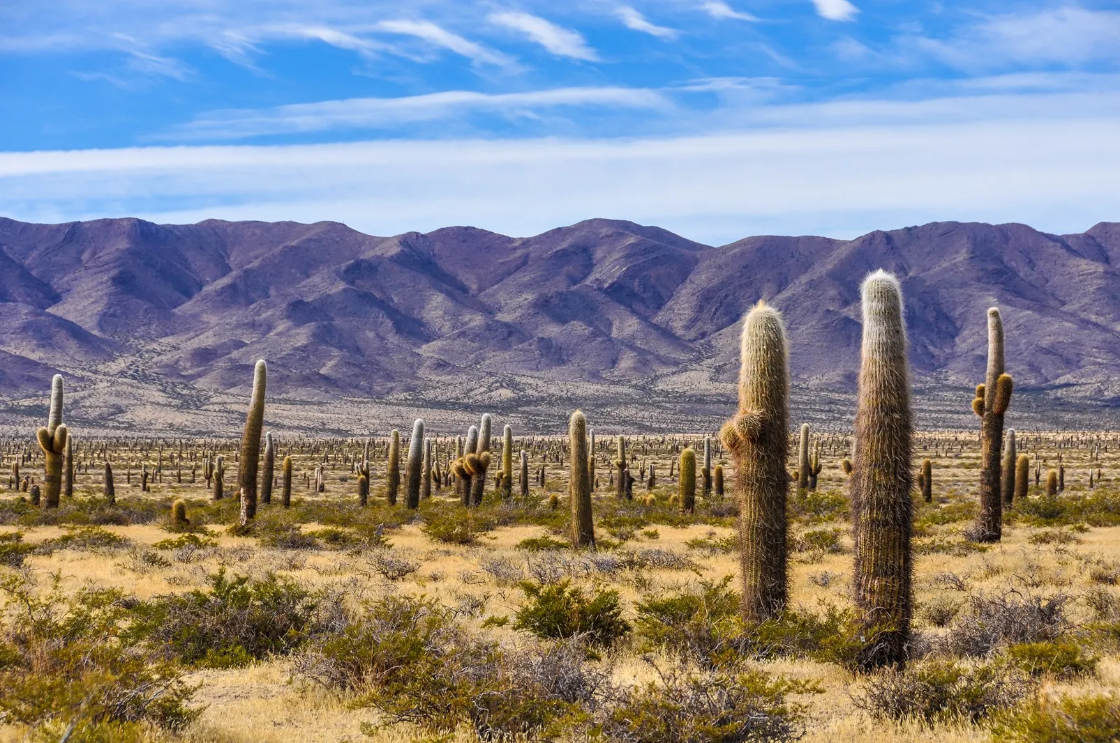 &Olives Argentinie Cactus forest in los Cardones National Park near Cachi