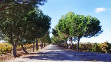 Dennenbomen, Oude Weg, Alentejo Portugal