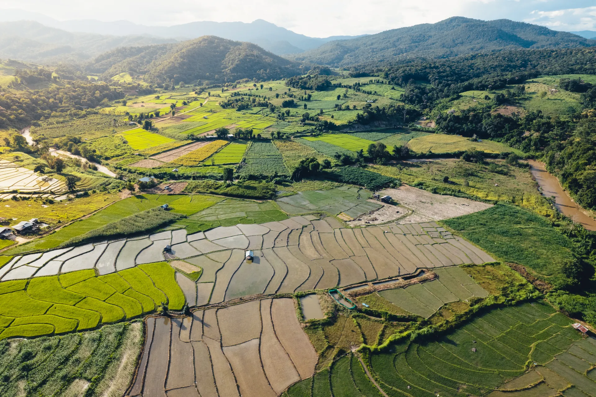 &Olives Thailand Green Rice field in Pai