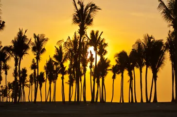 Zonsondergang palmbomen Salalah, Dhofar, Oman