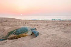 Oman - Schildpad