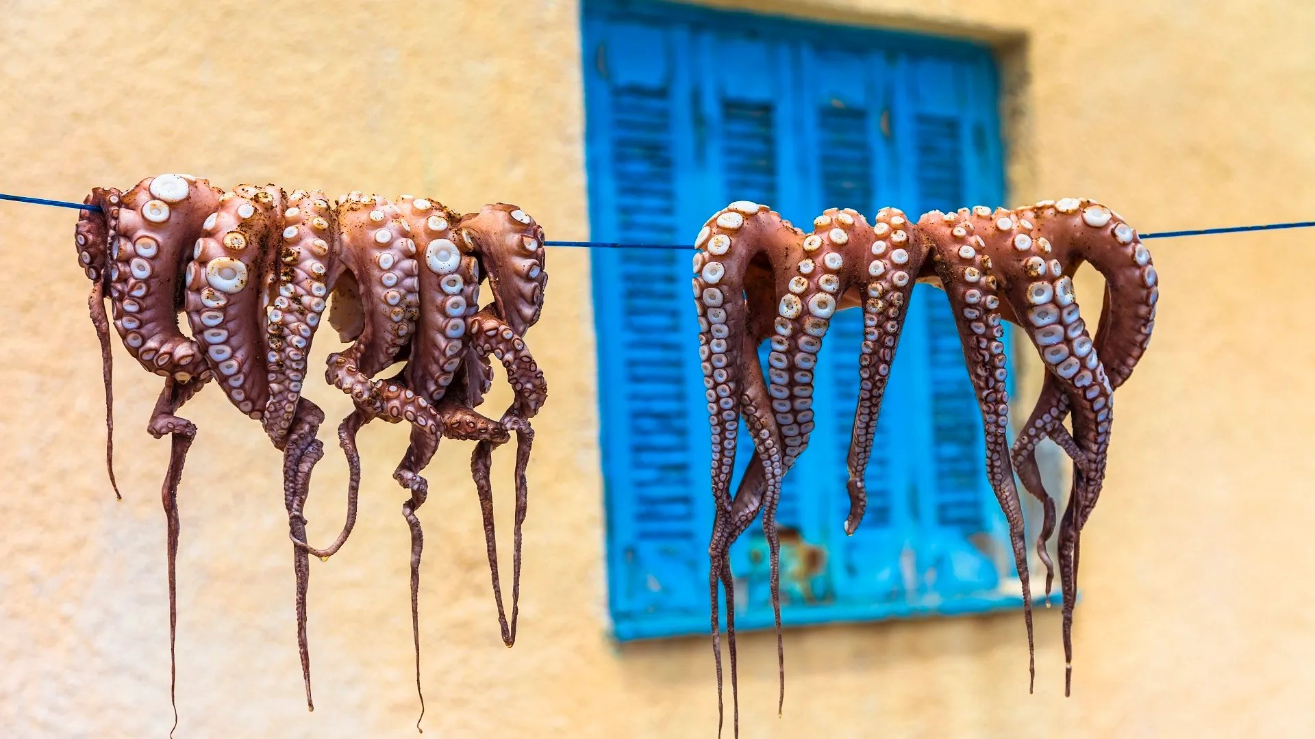 Het drogen van de octopus voor een traditioneel gerecht