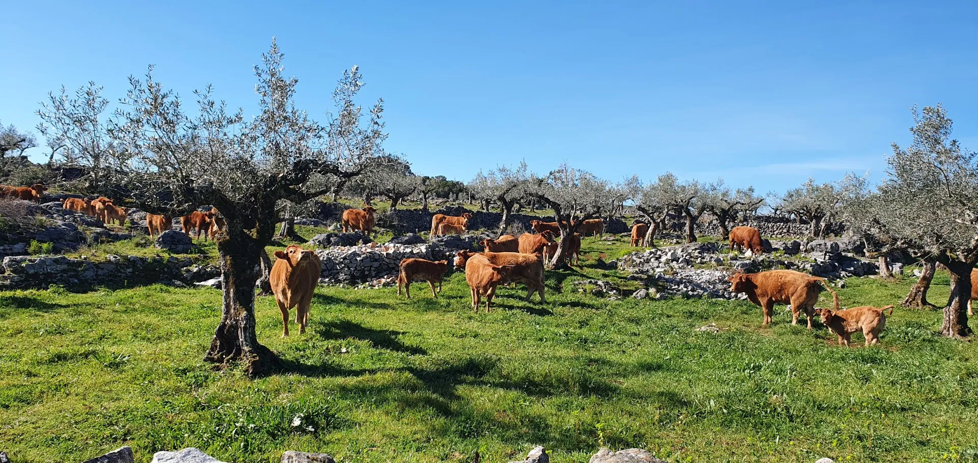 Koeien tussen de olijfbomen in Portugal