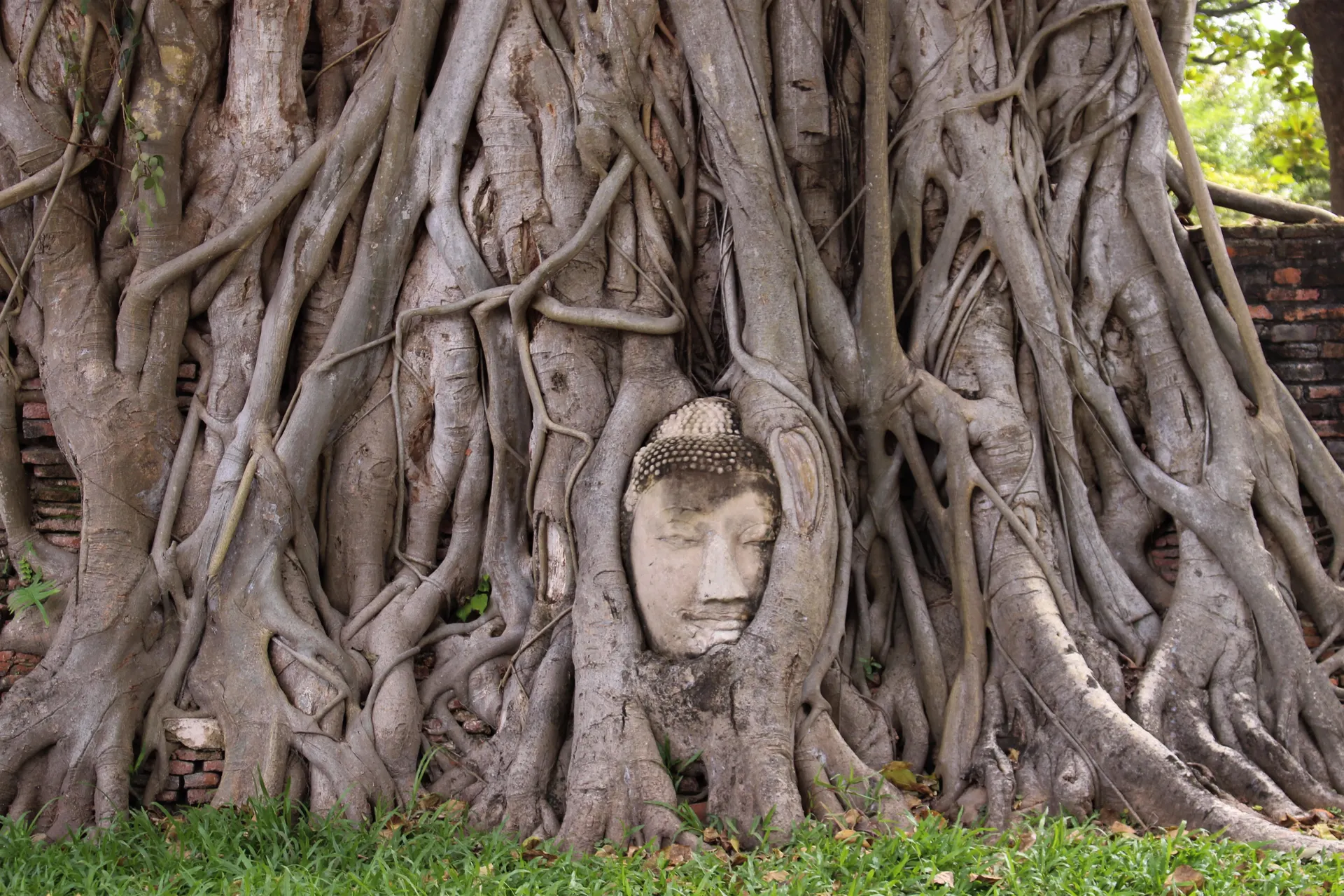 &Olives Thailand Ayuttaya The Buddha head