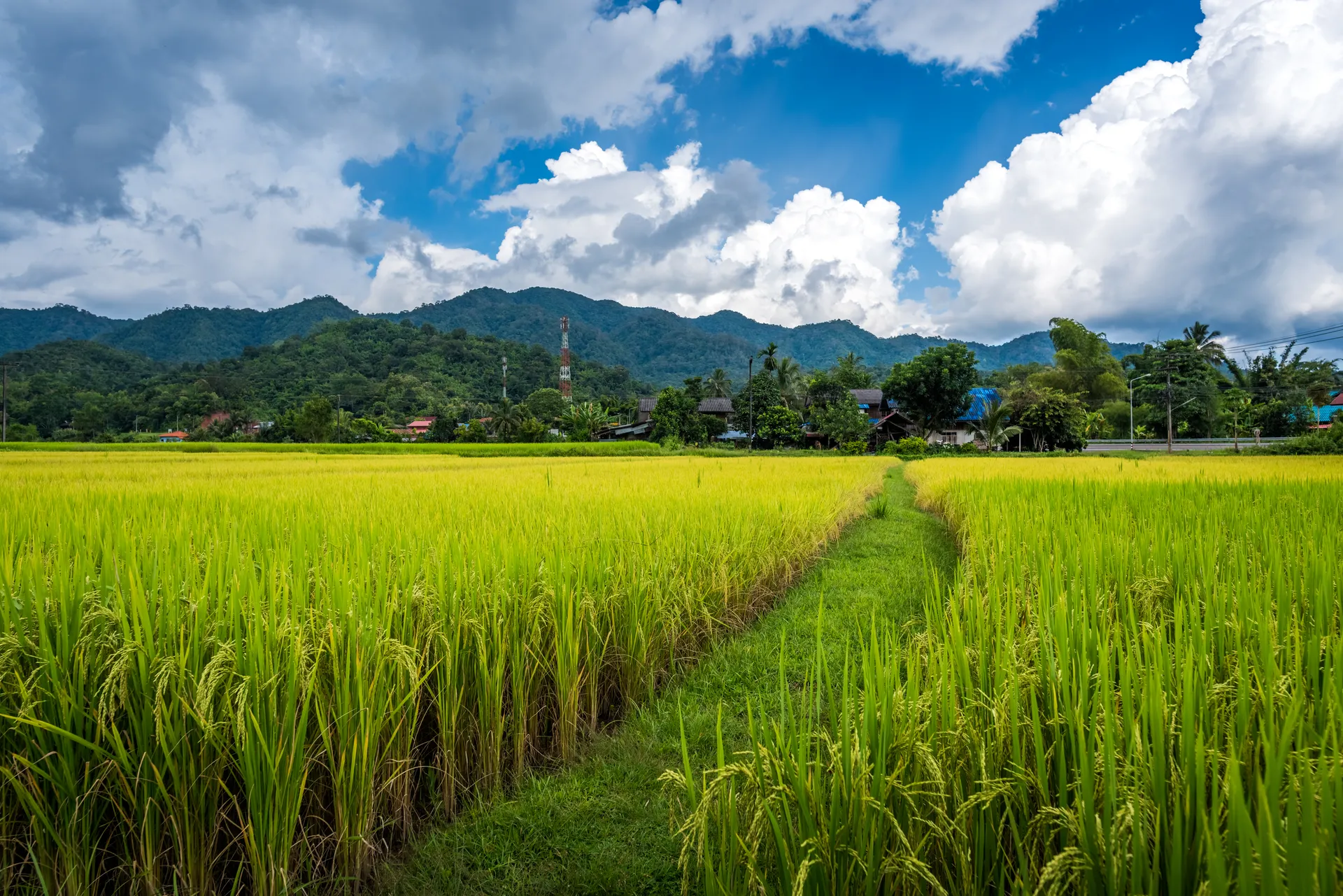 &Olives-Thailand-Bo Kluea District rice fields