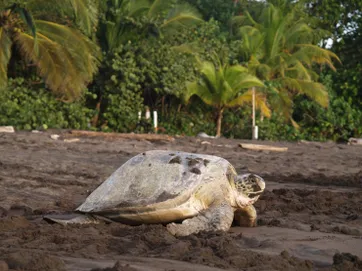 &Olives Costa Rica Sea turtle crawling from the beach to the sea in Tortuguero National Park