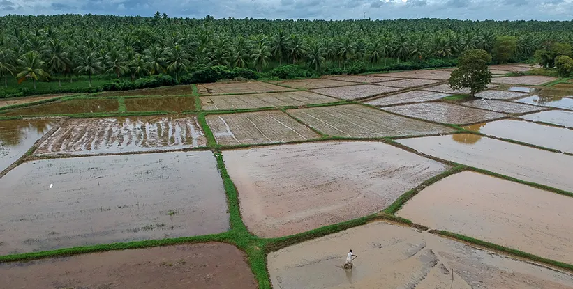 Sri Lanka-Horathapola-ricefields