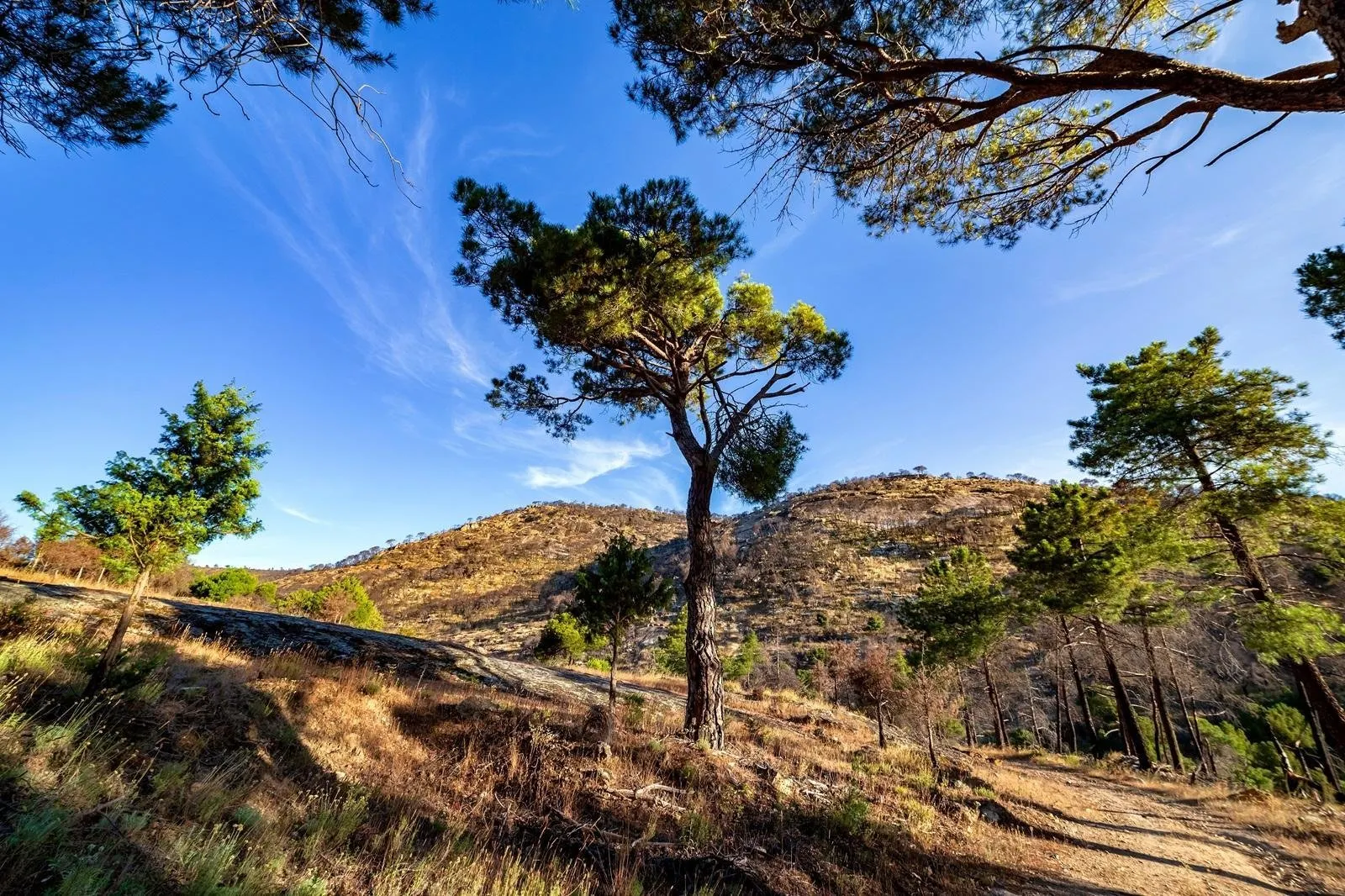 Fly drive Ontdek het culinaire Andalusië