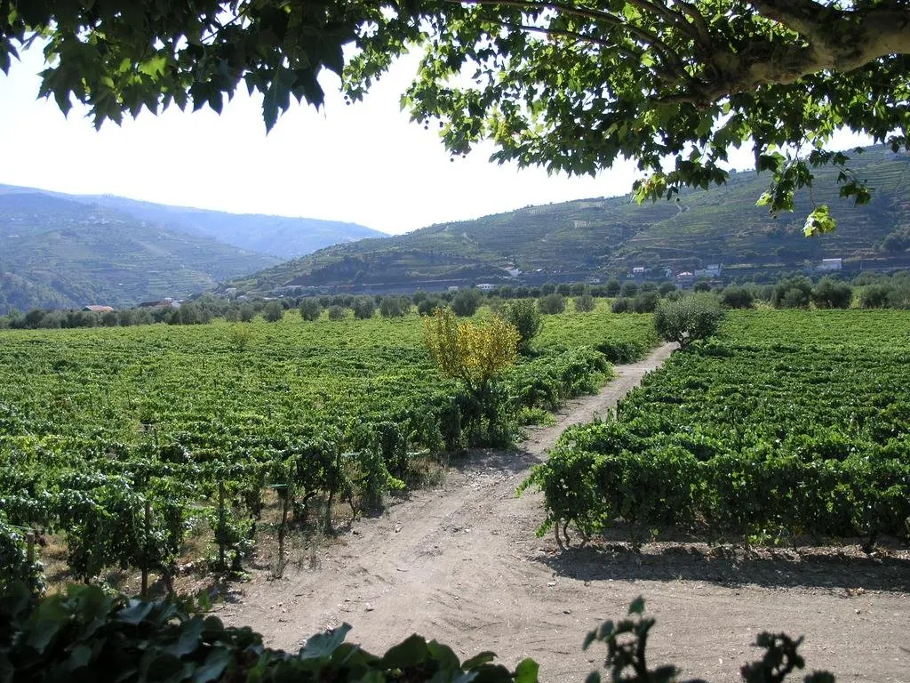 Quinta da Pacheca Wine House hotel - Lamego