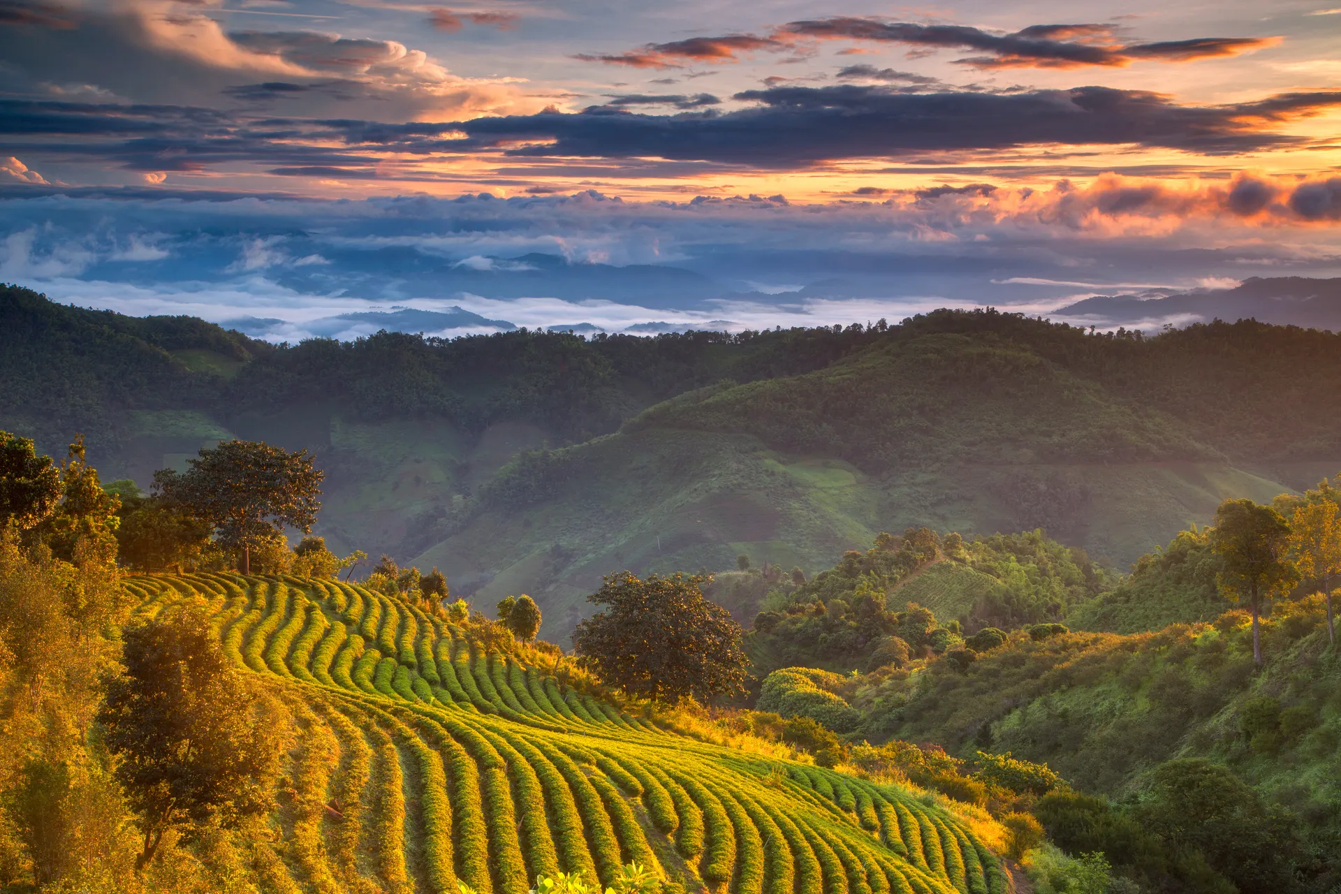 &Olives_Thailand_Mae Salong