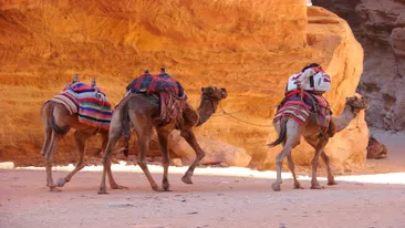 Drie kamelen in Petra, Jordanië 