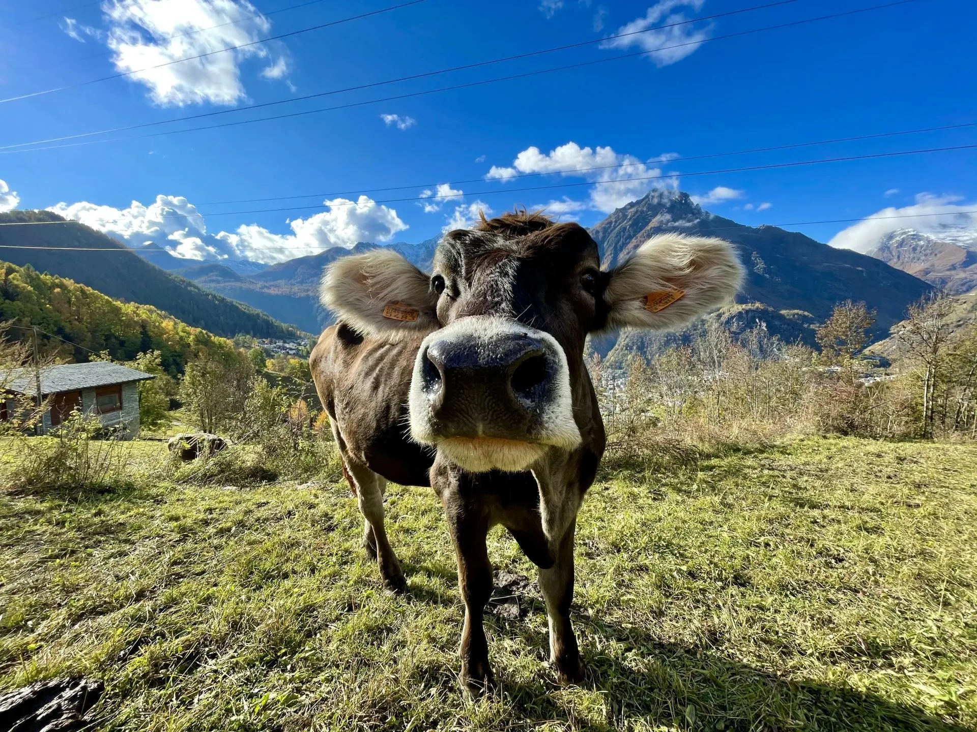 Koe op berg in Piemonte