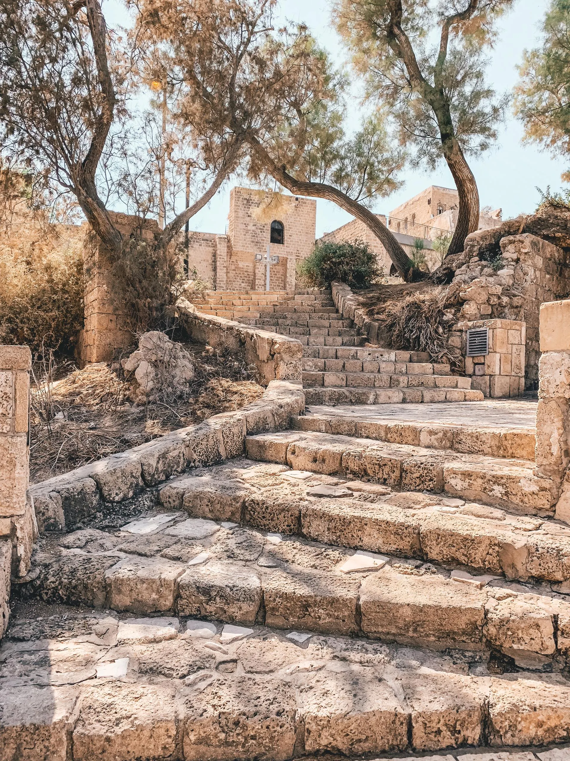 Israel Tel Aviv olijfbomen