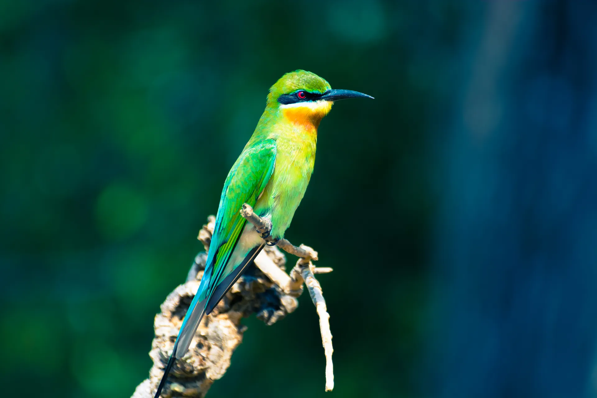 Sri-Lanka-Yalla NP