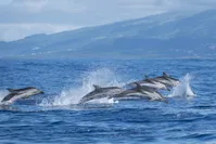 Azoren dolfijnen