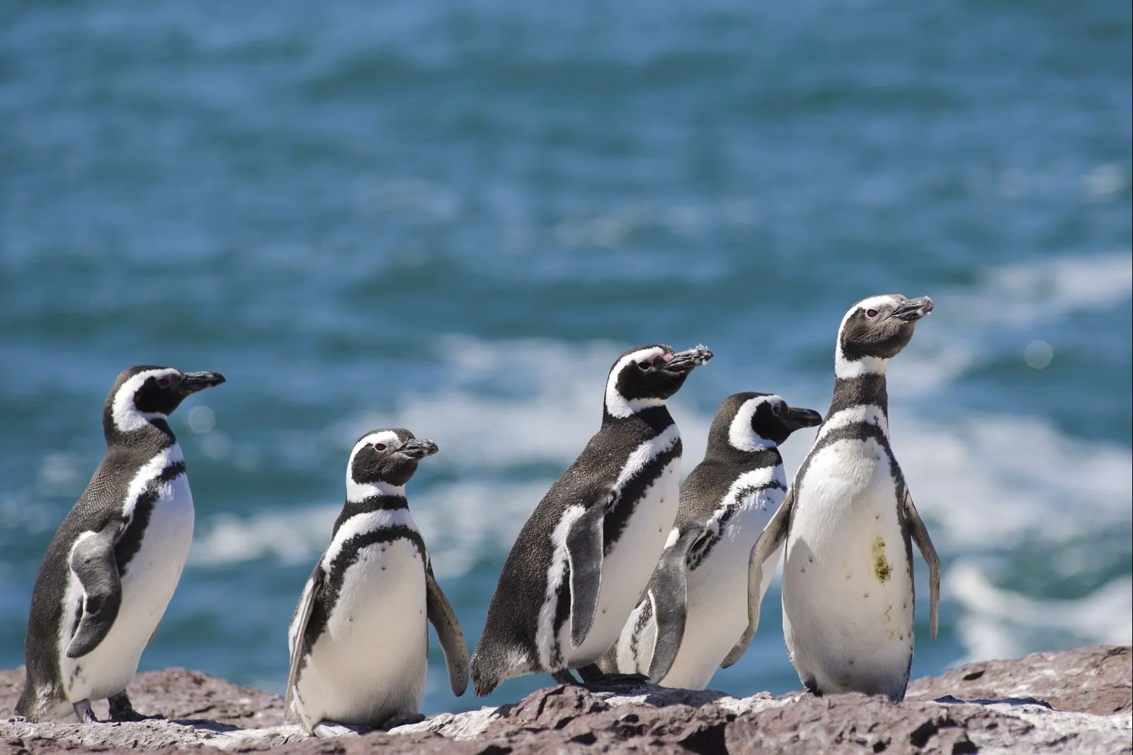 &Olives Argentinie Patagonia Magellan Penguin