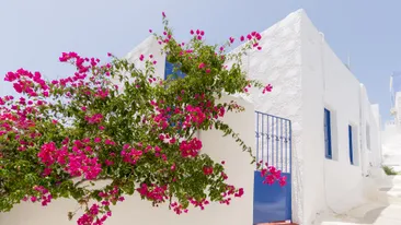 Witte muren, blauwe deuren en ramen en prachtige, gekleurde bloemen