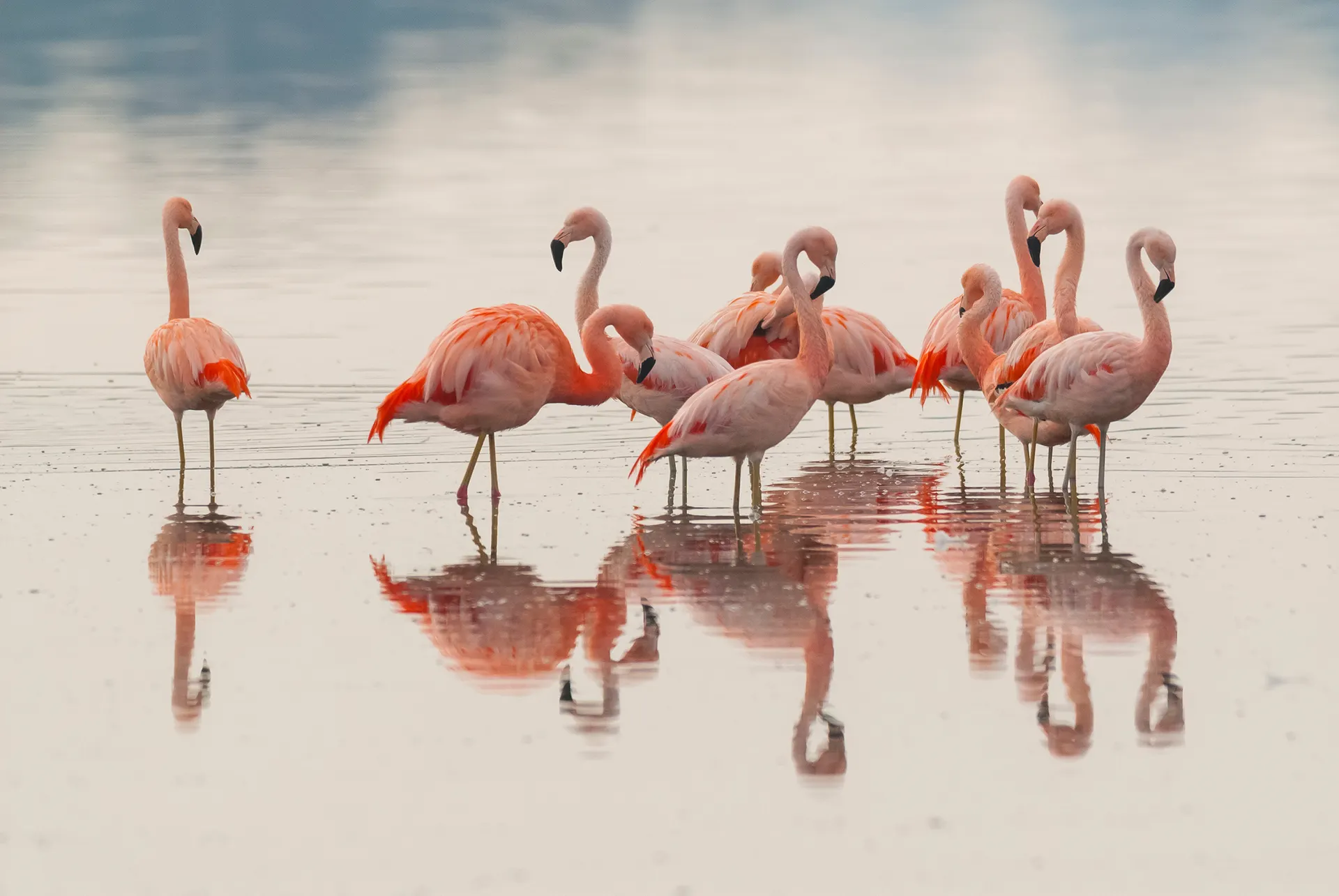 &Olives Argentinie La Pampa Province Flamingo