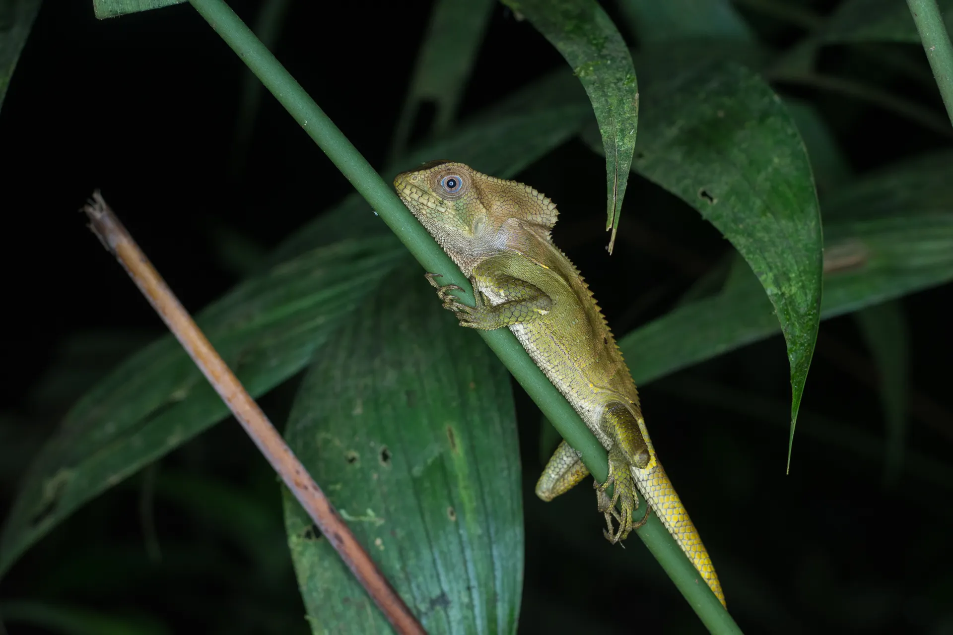 Night Walking Tour Costa Rica